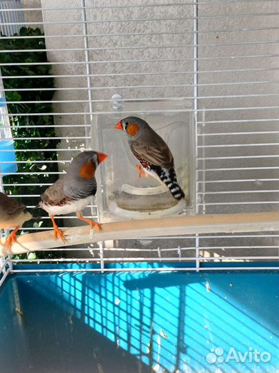 Зебровые амадины