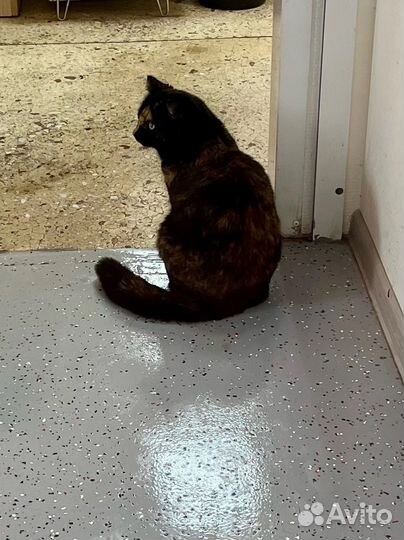 Кошечка в добрые руки