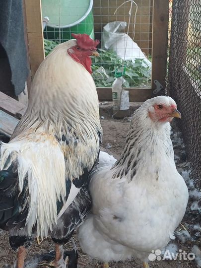 Молодые петухи