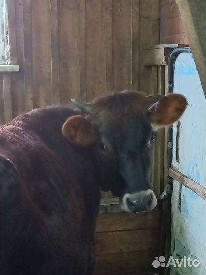 Нетель джерси