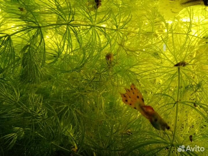 Рыбки Гуппи