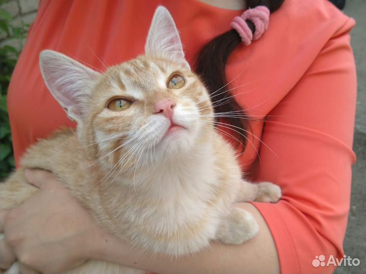 Кошка-подросток