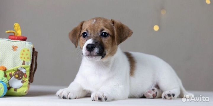 Джек рассел терьер
