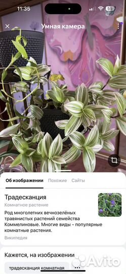 Традесканция