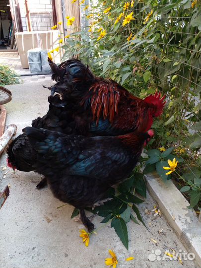 Маран инкубационное яйцо и цыплята