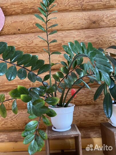 Замиокулькас