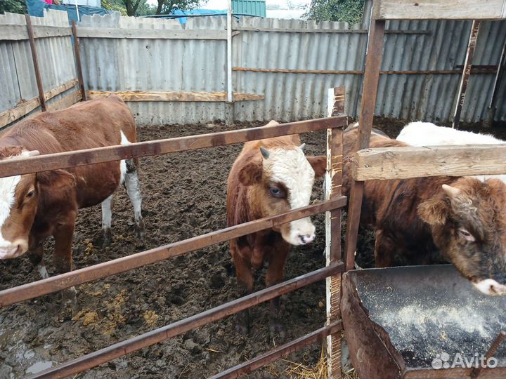 Бычки и быки