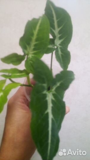 Сингониум Вендланда