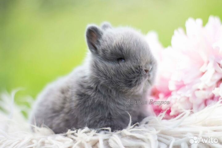 Декоративный кролик минор 200 грамм