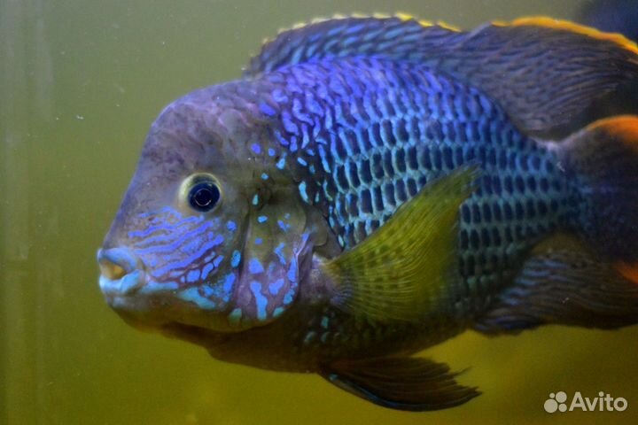 Акара бирюзовая