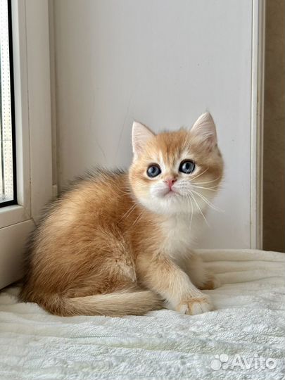Британский котик золотая шиншилла шоу тип ny12