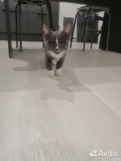 Отдам котенка в добрые руки
