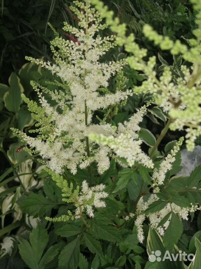 Красивые астильбы, тенелюбивые многолетники