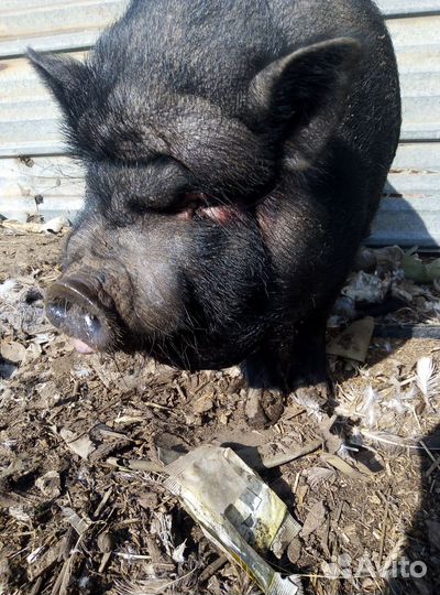 Свиноматка