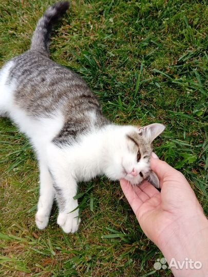 Котенок девочка