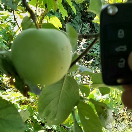 Яблоки продам