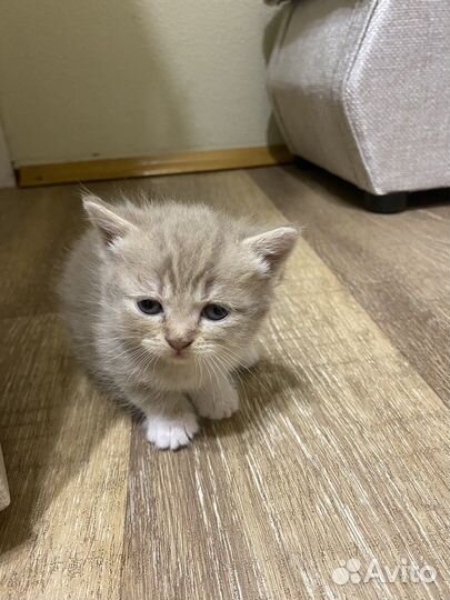 Котята бесплатно