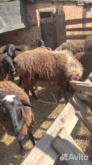 14шт.всех оптом.бараны овцы ягнята