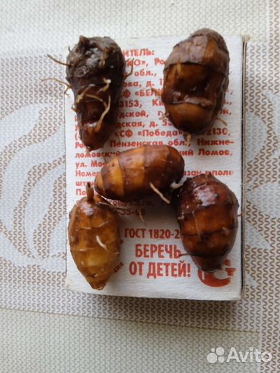 Чуфа, тигровый орех