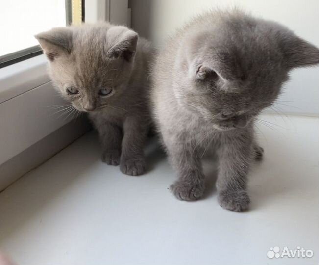 Британские котята лилового окраса