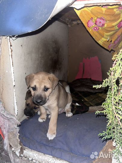 Щенок девочка 1 месяц