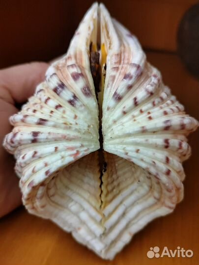 Хипопус ракушка 13,5