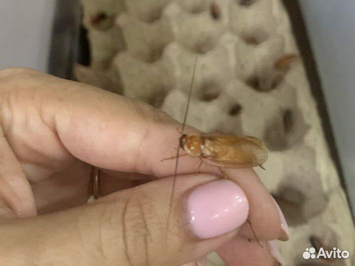 Кормовые насекомые: туркменский таракан