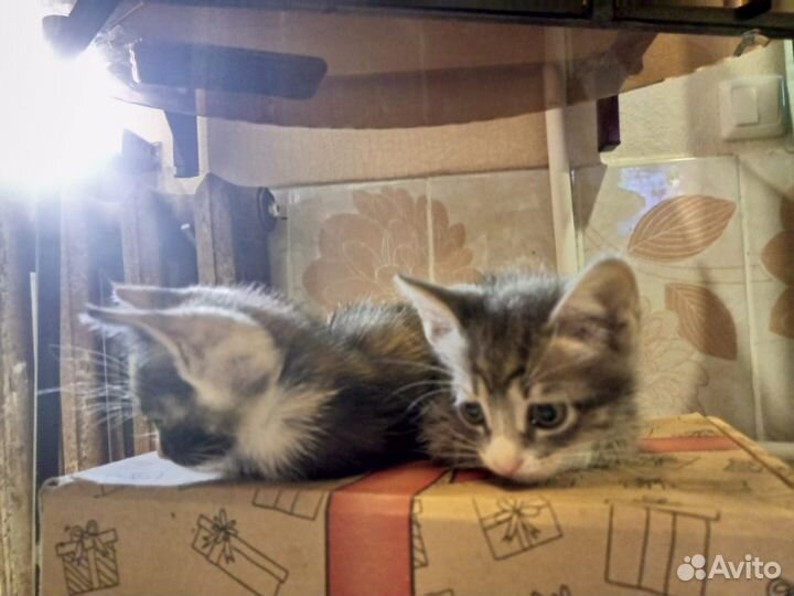 Котята в добрые руки 1 месяц