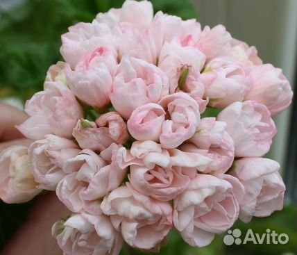 Пеларгония