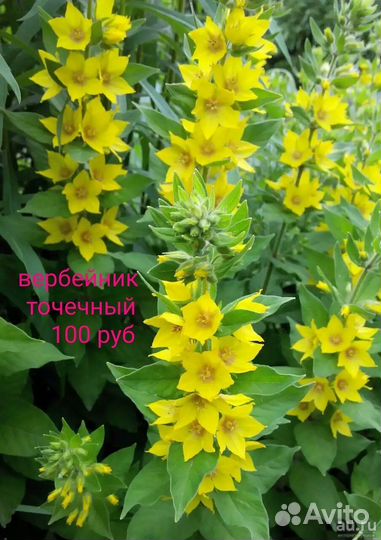 Вербейник точечный