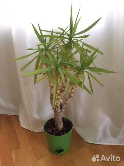 Пальма Юкка слоновая 4 ствола 65 см (с горшком)