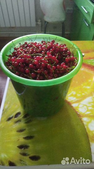 Ведро смородина