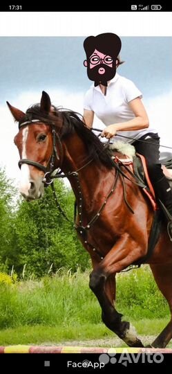 Аренда лошади