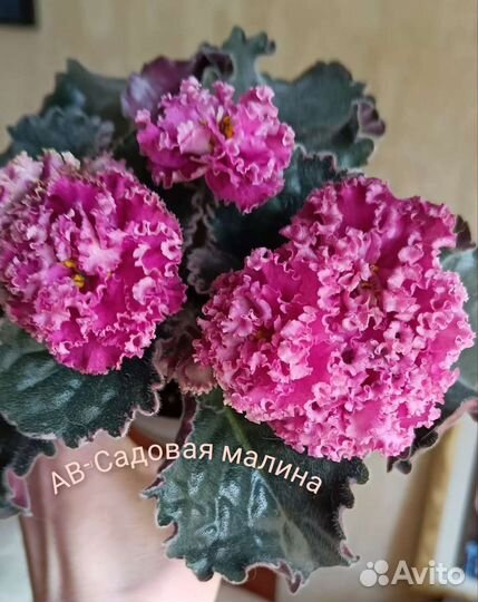 Фиалка AB-Навсегда и много других красивых сортов