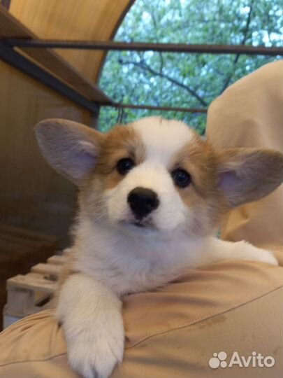Щенки корги
