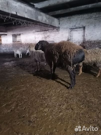 Овцы бараны матки ягнята
