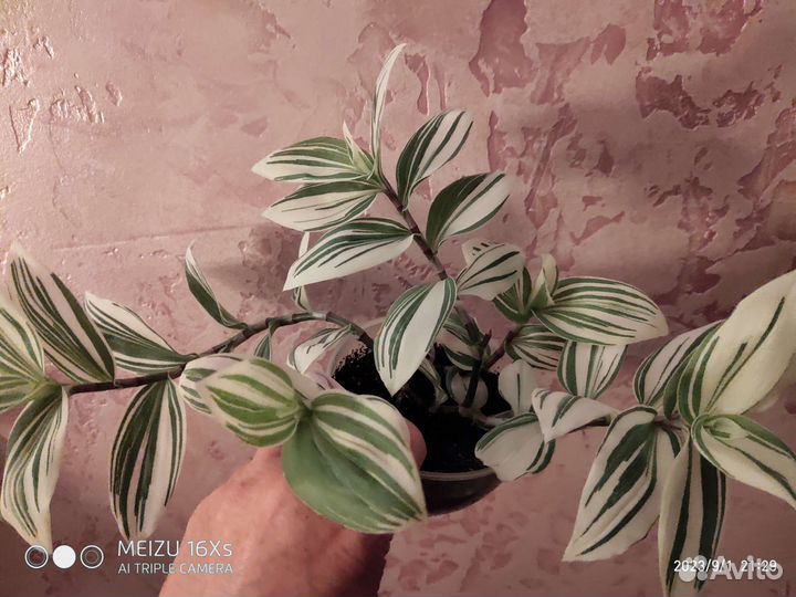 Традесканция,гипоэстес