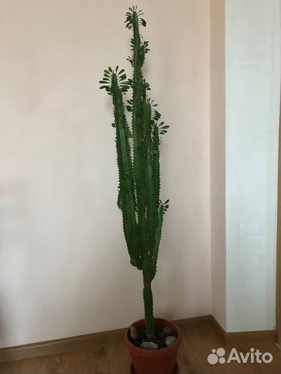 Молочай кактус цветок растение еуфобия