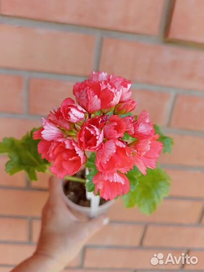 Герань пеларгония