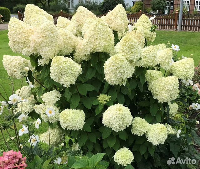Гортензия метельчатая, высокие сорта 1.5 - 2.5м