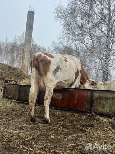 Домашнее животное