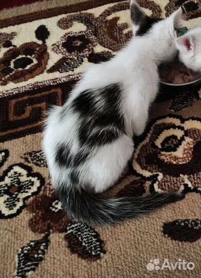 Котенок