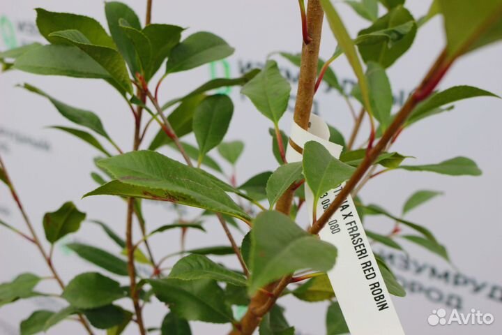 Фотиния Ред Робин для живых изгородей 80-120 см