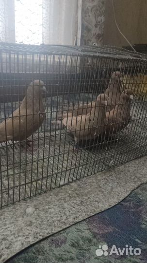 Бойные голуби