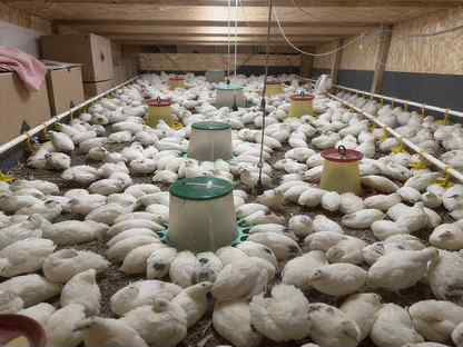 Бройлеры живым весом, Москва