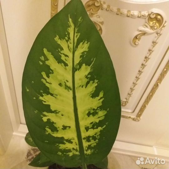 Диффенбахия