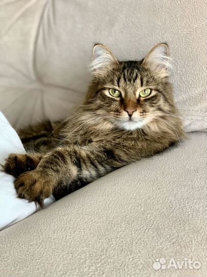 Кот Ласкуша