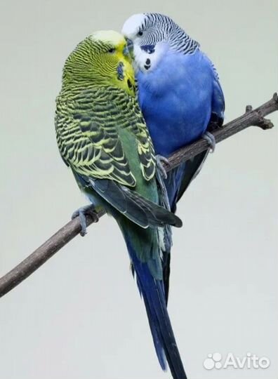 Волнистые попугайчии