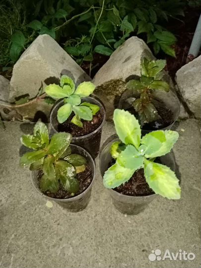 Очиток седум