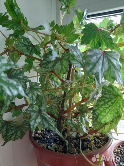 Бегонии декоративно лиственные